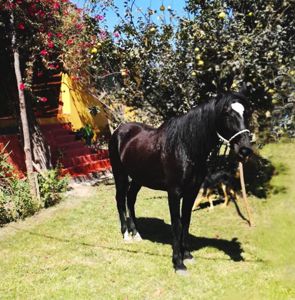 Rutas a caballo en el Valle de Majes, Arequipa