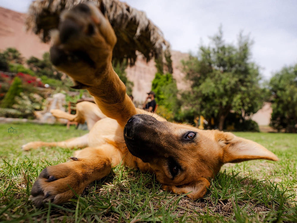 Fundo Llutis, alojamiento pet-friendly